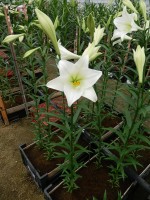 [5147 Big Tower 16 ST No02.JPG]